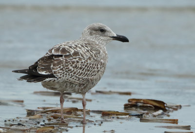 Herring Gull - Larus argentatus (Zilvermeeuw)