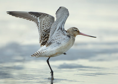 Bar-tailed Godwit - Limosa lapponica (Rosse Grutto)