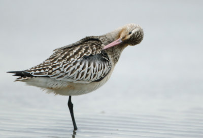 Bar-tailed Godwit - Limosa lapponica (Rosse Grutto)