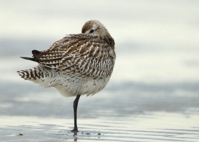 Bar-tailed Godwit - Limosa lapponica (Rosse Grutto)