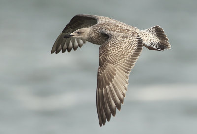 Herring Gull - Larus argentatus (Zilvermeeuw)
