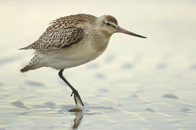 Bar-tailed Godwit - Limosa lapponica (Rosse Grutto)