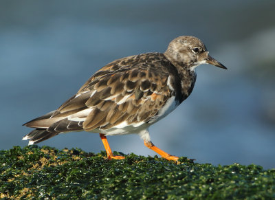 Ruddy Turnstone - Arenaria interpres (Steenloper)