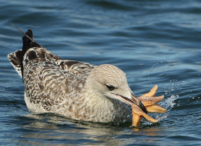Herring Gull - Larus argentatus (Zilvermeeuw)