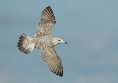 Herring Gull - Larus argentatus (Zilvermeeuw)