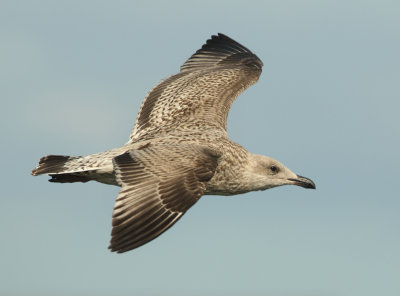 Herring Gull - Larus argentatus (Zilvermeeuw)