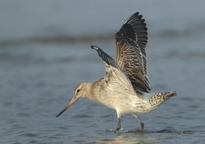 Bar-tailed Godwit - Limosa lapponica (Rosse Grutto)