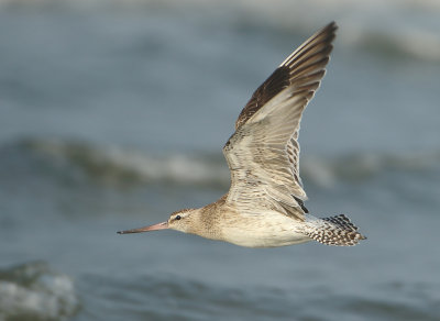 Bar-tailed Godwit - Limosa lapponica (Rosse Grutto)