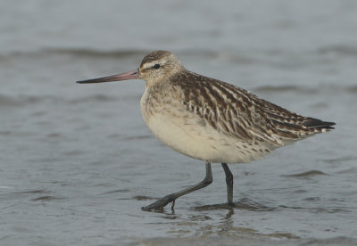 Bar-tailed Godwit - Limosa lapponica (Rosse Grutto)