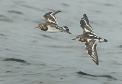 Ruddy Turnstone - Arenaria interpres (Steenloper)