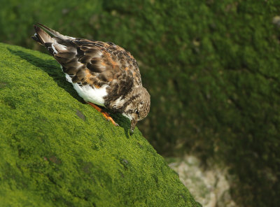 Ruddy Turnstone - Arenaria interpres (Steenloper)