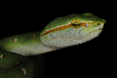 Tropidolaemus wagleri (F. Boie, 1827)