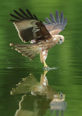 Brahminy Kite - Haliastur indus (Brahmaanse Wouw)
