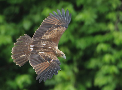 Brahminy Kite - Haliastur indus (Brahmaanse Wouw)