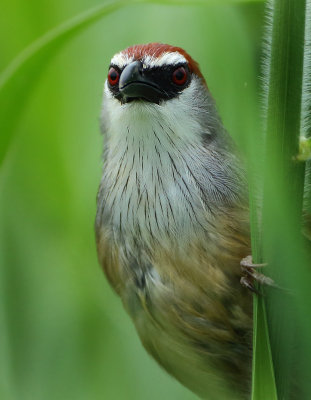 Chestnut-capped Babbler - Timalia pileata