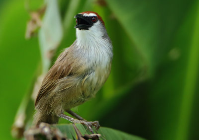 Chestnut-capped Babbler - Timalia pileata