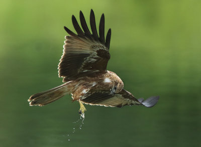 Brahminy Kite - Haliastur indus (Brahmaanse Wouw)