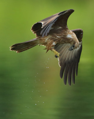 Brahminy Kite - Haliastur indus (Brahmaanse Wouw)