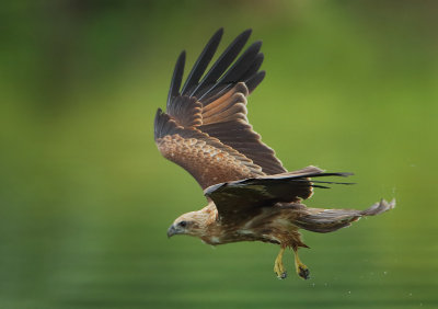 Brahminy Kite - Haliastur indus (Brahmaanse Wouw)