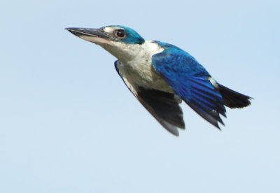 Collared Kingfisher -Todiramphus collaris