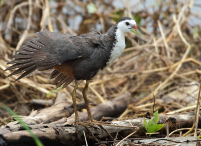 White-breasted Waterhen - Amaurornis phoenicurus (Witborstwaterhoen)
