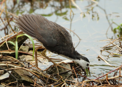 White-breasted Waterhen - Amaurornis phoenicurus (Witborstwaterhoen)