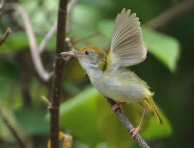Dark-necked Tailorbird - Orthotomus atrogularis