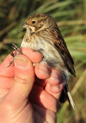 Reed Bunting - Emberiza schoeniclus (Rietgors)