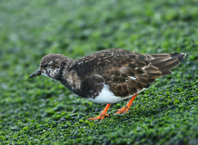 Ruddy Turnstone - Arenaria interpres (Steenloper)