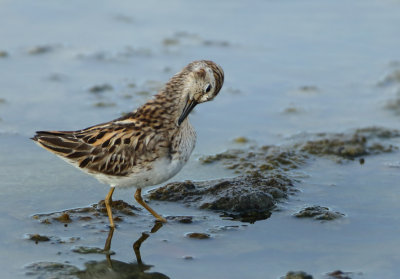 Long-toed Stint - Calidris subminuta (Taigastrandloper)