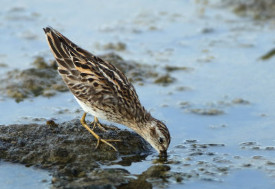 Long-toed Stint - Calidris subminuta (Taigastrandloper)