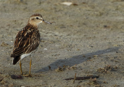 Long-toed Stint - Calidris subminuta (Taigastrandloper)