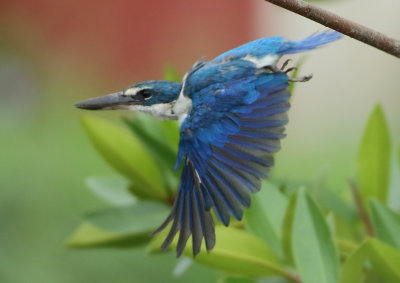 Collared Kingfisher -Todiramphus collaris