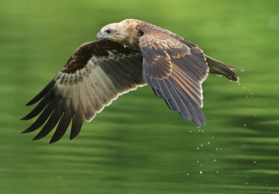 Brahminy Kite - Haliastur indus (Brahmaanse Wouw)