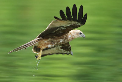Brahminy Kite - Haliastur indus (Brahmaanse Wouw)