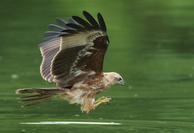 Brahminy Kite - Haliastur indus (Brahmaanse Wouw)