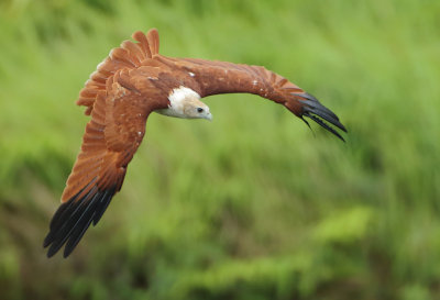 Brahminy Kite - Haliastur indus (Brahmaanse Wouw)