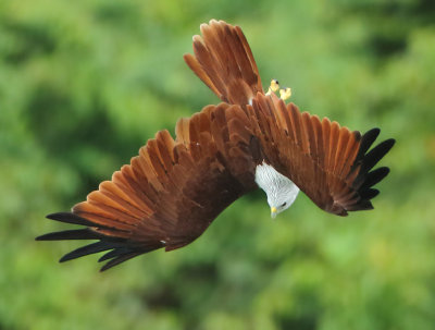 Brahminy Kite - Haliastur indus (Brahmaanse Wouw)