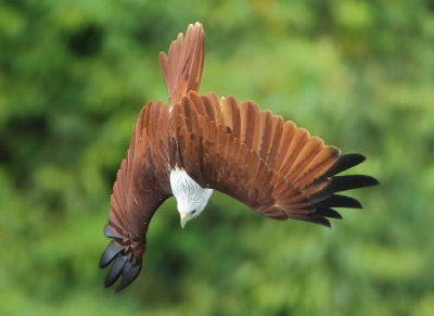 Brahminy Kite - Haliastur indus (Brahmaanse Wouw)