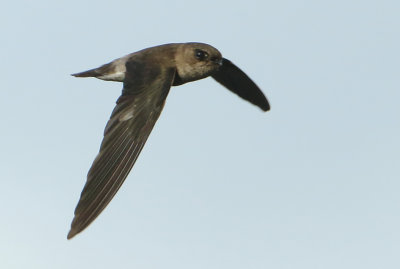 Germains Swiftlet - Collocalia germani