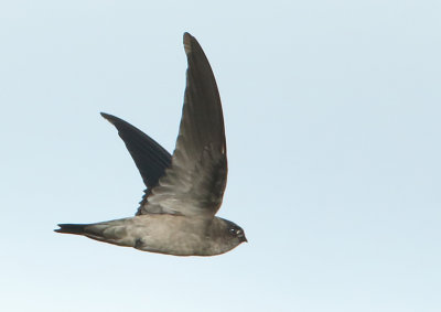 Germains Swiftlet - Collocalia germani