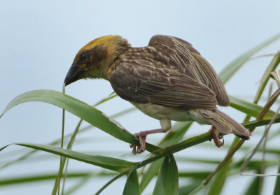 Baya Weaver - Ploceus philippensis