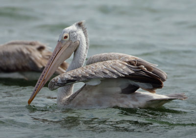 Spot-billed Pelican - Pelecanus philippensis (Grijze Pelikaan)