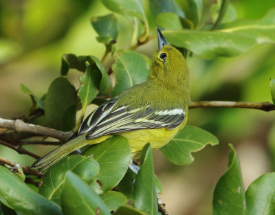 Common Iora - Aegithina tiphia