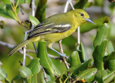 Common Iora - Aegithina tiphia