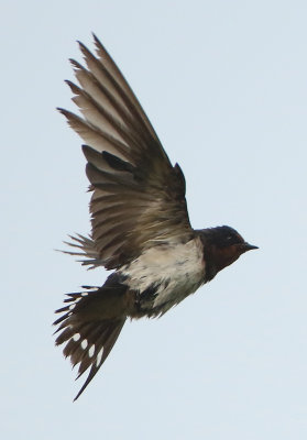 Barn Swallow - Hirundo rustica gutturalis (Boerenzwaluw)
