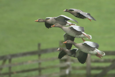 Greylag Goose - Anser anser & Greater White-fronted Goose - Anser albifrons