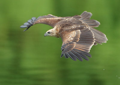 Brahminy Kite - Haliastur indus (Brahmaanse Wouw)