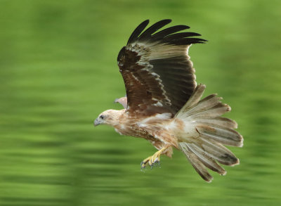 Brahminy Kite - Haliastur indus (Brahmaanse Wouw)