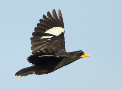 Starlings and Mynas - Sturnidae 